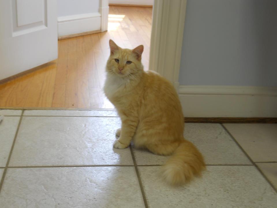 zippy the cat zippy the cat